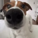 dog staring (.gg/sucker)