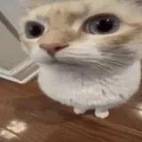 weirdcat /sleepin weirdcat /sleepin