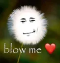 begging bowl  (.gg/lupine)