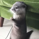 otter side eye 
