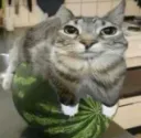 Watermelon Cat