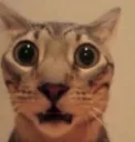 shocked cat