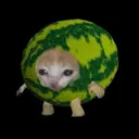 Watermelon cat 