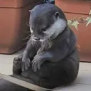 otter sad