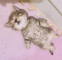 cat sleep