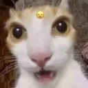 huh  (.gg/lupine)