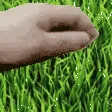Touch Grass