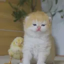 catchick