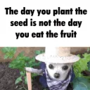plant the seed