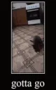 gotta_go