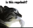 cat is this ragebait