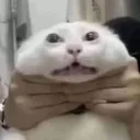 cat choke gg/blinked