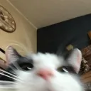 Oreo Peek gg/strayadating 