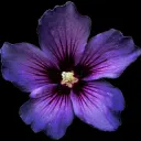 purple petunia. 