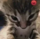 Angry Cat kitty (/images)