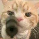 cat gun