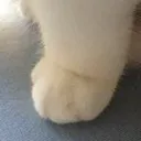 paw