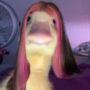 duck
