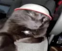 Bowl Cat