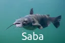 True Form Saba