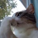 سالفتك داجه