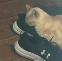 Shoe Sniffa