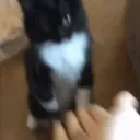 Cat Highfive | .gg/dating