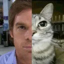 Dexter Cat