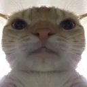 cat selfie