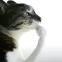 Catspear