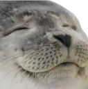 happy seal