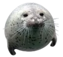 fat seal