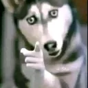 Toi jalousie moi husky