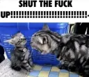 stfu .gg/maow