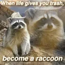 Raccoon 