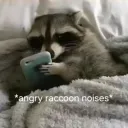 Angry raccoon 