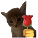 cat holding rose