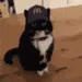 Mcdonalds_cat