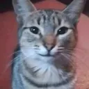 gato curioso
