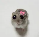 cute rodent