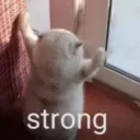 Strong kitty