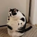 Fat kitty
