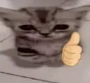 HQ_cat thumbs up