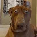 tf |  .gg/trespassers