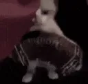 gato sanfona