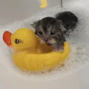 kitty_bath