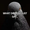 What did u say?