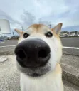 ShibaNose