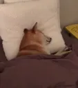 ShibaSleep