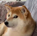 ShibaWhat